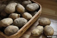 Cure Potatoes for Winter Storage: A Home Guide