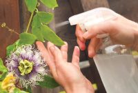 Castile Soap Garden Spray for Natural Pest and Disease Control