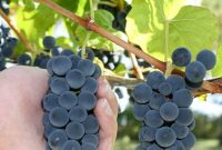 How to Tell When Grapes Are Ready to Harvest