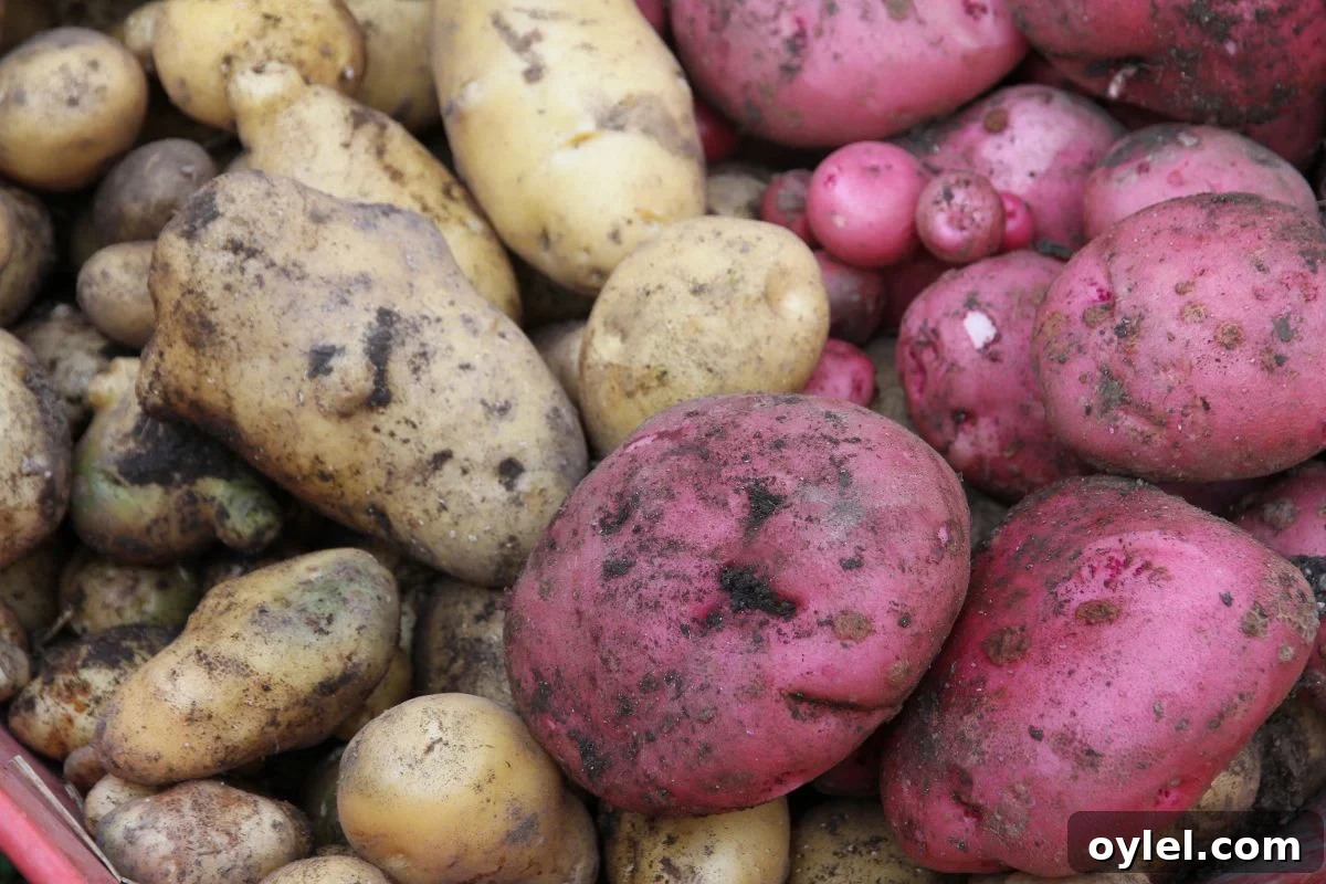 Cure Potatoes for Winter Storage: A Home Guide 2 A pile of German Butterball and Red Pontiac potatoes that need to be cure for storage.