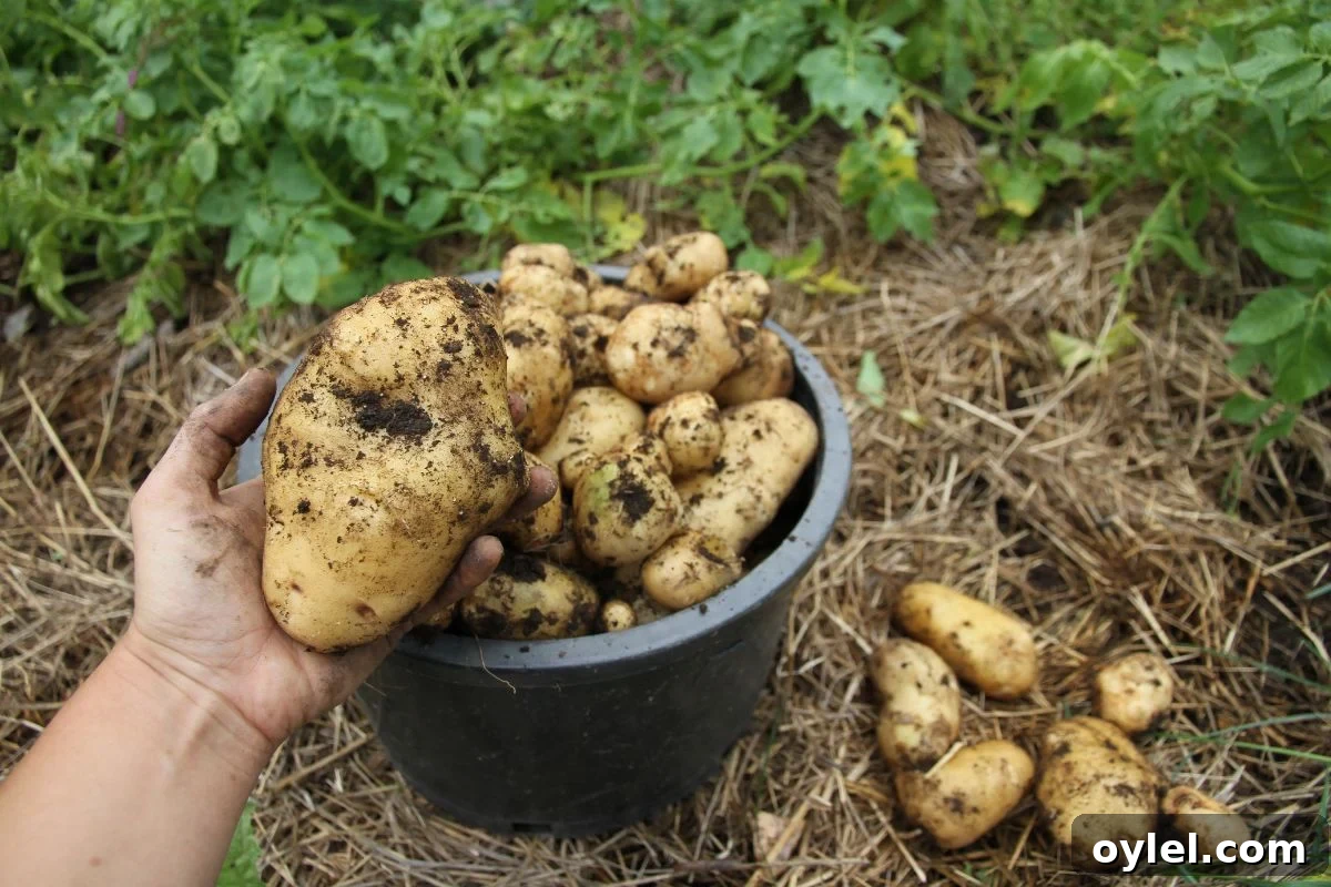 Cure Potatoes for Winter Storage: A Home Guide 3 A large pail filled with freshly harvested Sieglinde storage potatoes.