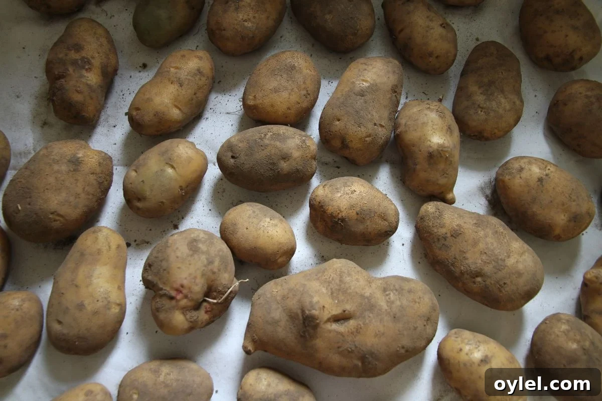 Cure Potatoes for Winter Storage: A Home Guide 4 Brown potatoes spread out in a single layer to dry or cure, before putting into storage.