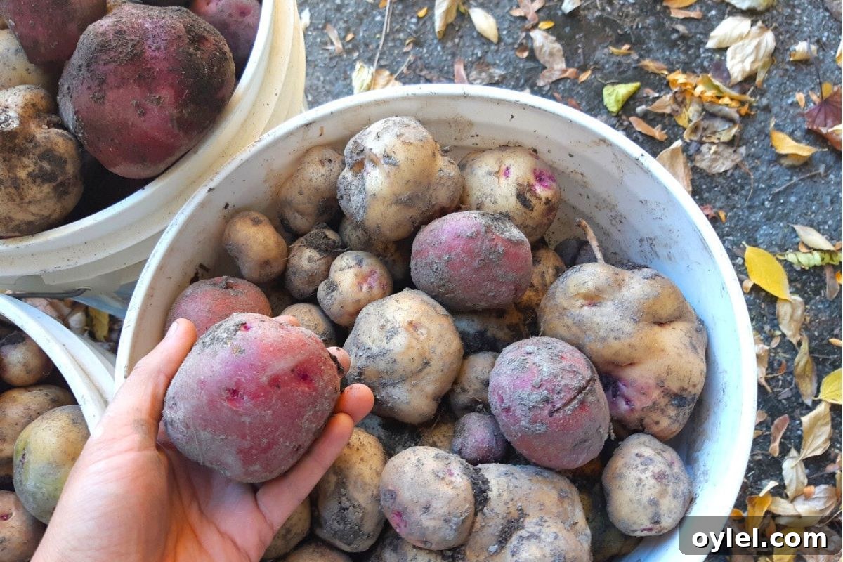 Cure Potatoes for Winter Storage: A Home Guide 5 Hauling dirty potatoes to the kitchen in a pail.