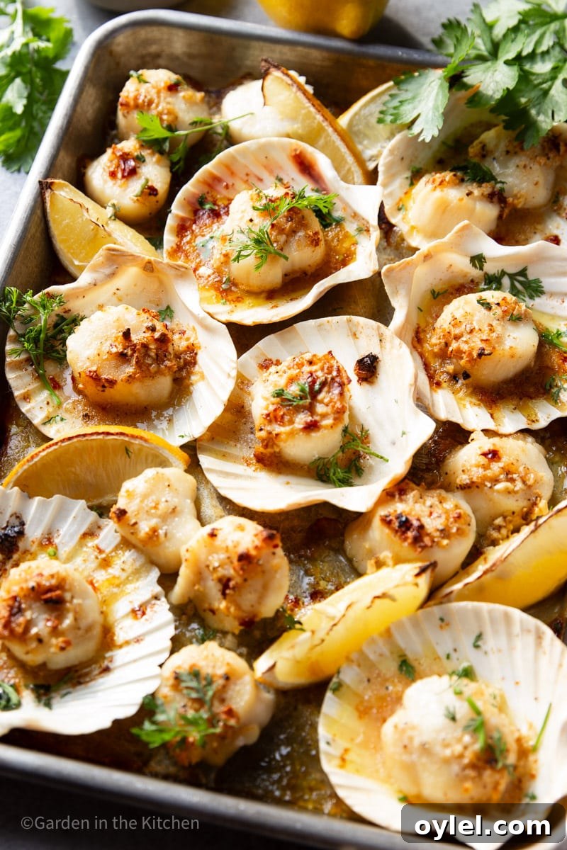 Scallops baked in sea shells with garlic butter and lemon slices.