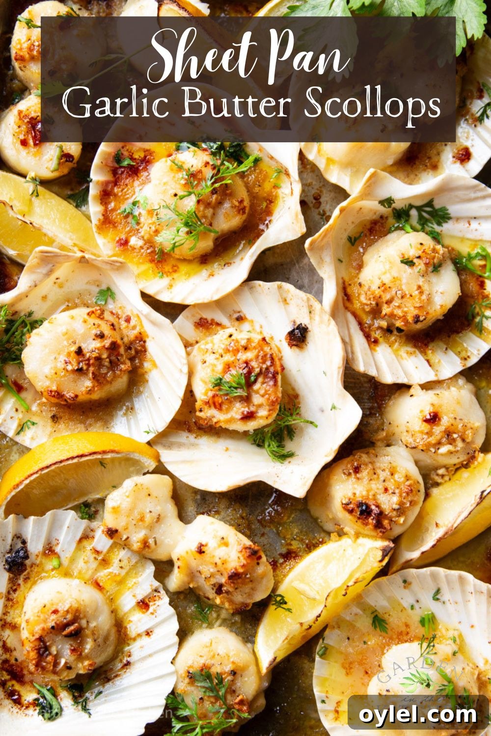 garlic butter scallops cooked in a sheet pan with lemon slices.