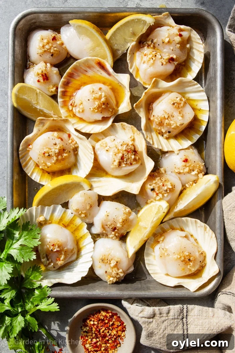 Raw scallops in sea shells.