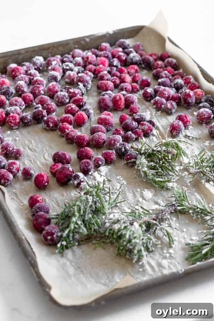 sugared cranberries and rosemary on a parchment lined baking tray