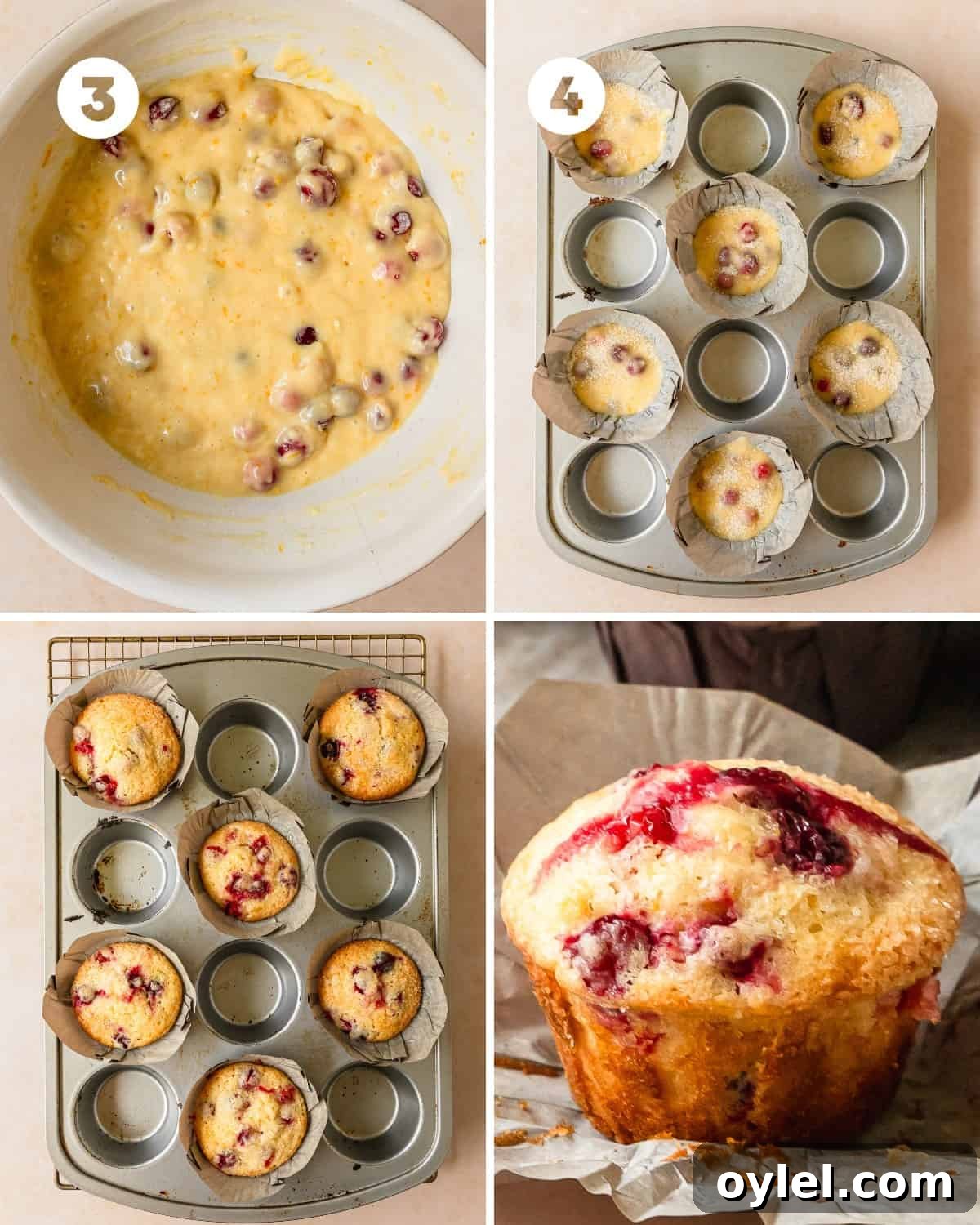 Cranberry Orange Muffins with Citrus Glaze 6 Let the cranberry and orange muffin batter rest at room temperature for 30 minutes or in the fridge for longer storage. This step is recommended for bakery style muffins. While the muffins rest, preheat the oven to 375 F (190 C). Line (2) 12 ct. muffin pans with cupcake liners. For bakery style muffins, alternate filled and unfilled muffin wells. At the end of the rest period and right before scooping the muffin batter into the muffin pan, fold in the fresh or frozen cranberries.
Use a 3 tablespoon sized cookie scoop to scoop the muffin batter into each of the muffin liners, alternating every other cup. Top the muffins with granulated sugar if you like. Bake the muffins at 375 F (190 C) for 18 - 22 minutes for fresh cranberries and 20 - 24 for frozen cranberries. The muffins are done when a toothpick inserted into the center comes about with a few moist crumbs or when a finger pressed gently into the center of the muffins quickly bounces back. Cool the moist cranberry orange muffins in the muffin pan for 5 - 10 minutes. Carefully remove the muffins to cool to room temperature and enjoy!
