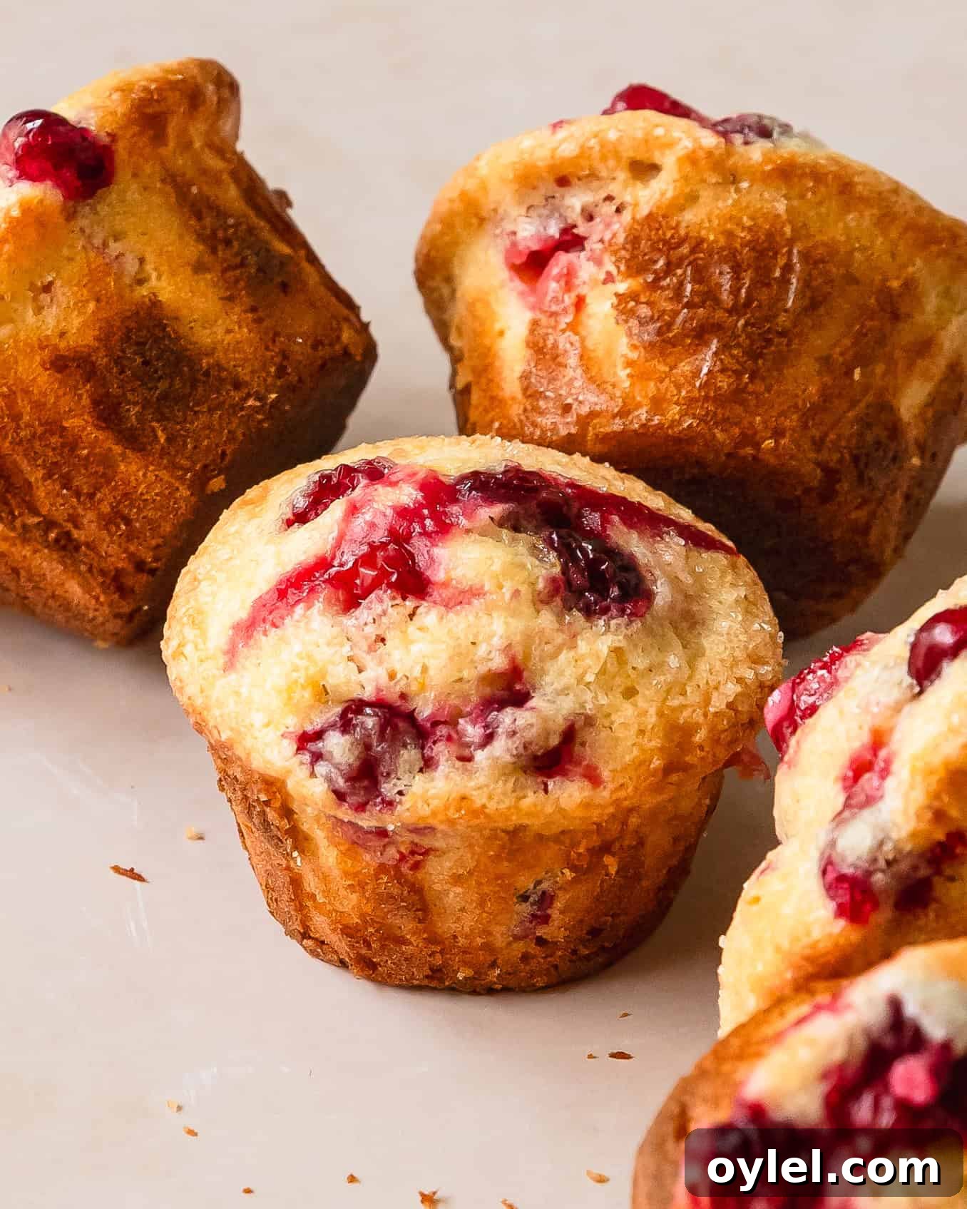 Cranberry Orange Muffins with Citrus Glaze 8 Cranberry orange muffins are moist and fluffy bakery style orange muffins filled with fresh or frozen cranberries with tons of fresh orange flavor. These quick, easy and flavorful orange cranberry muffins are the perfect addition to any festive breakfast.