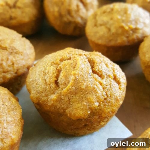 Mini Healthy Pumpkin Muffins for Kids - recipe image