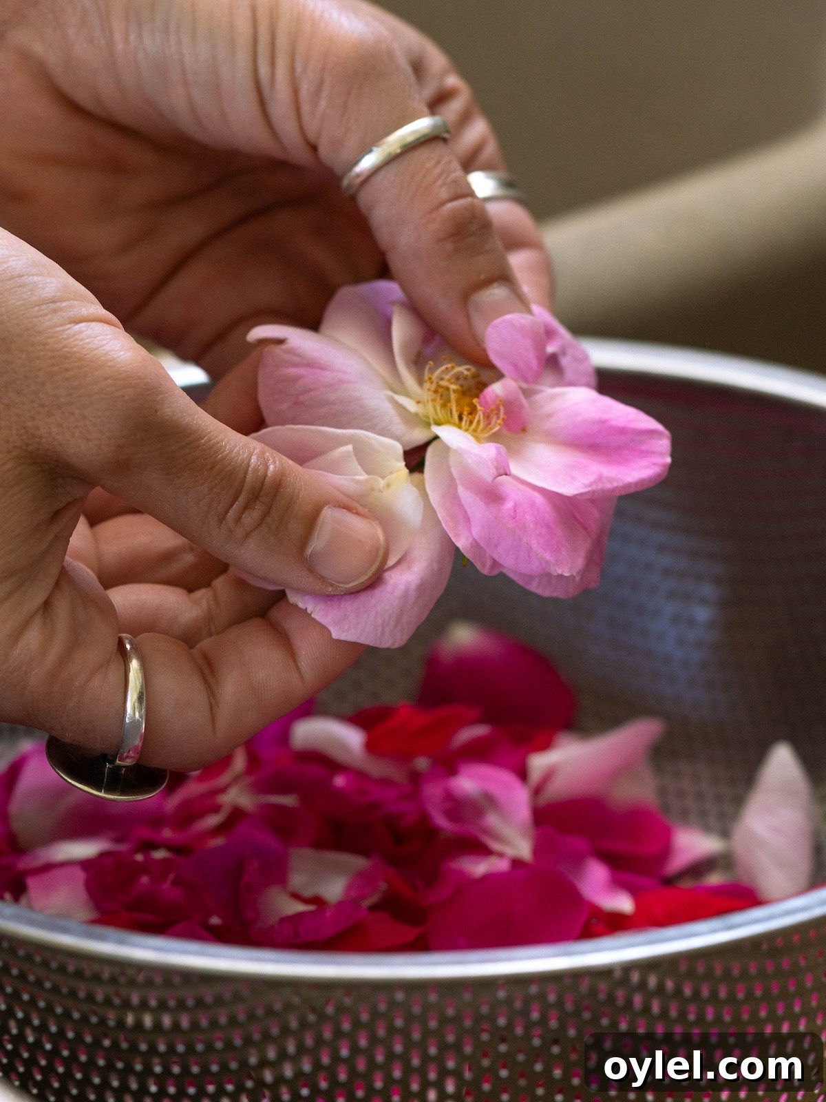 How to Make Rose Simple Syrup for Cocktails and Desserts 3 Removing petals from a wild rose