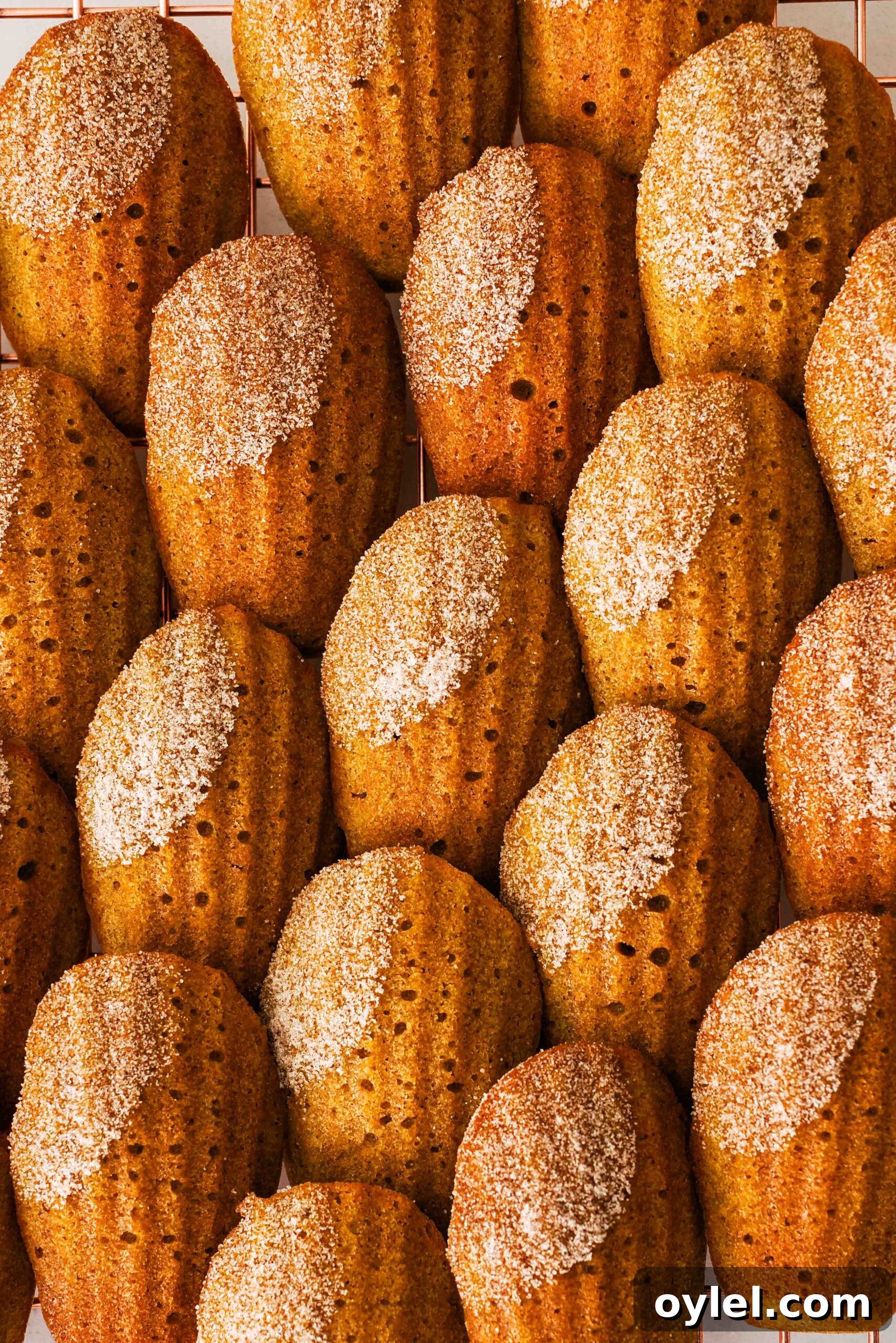 A closeup of pumpkin madeleines arranged in a scalloped pattern.