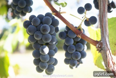 How to Tell When Grapes Are Ready to Harvest 2 blue grapes - watermarked