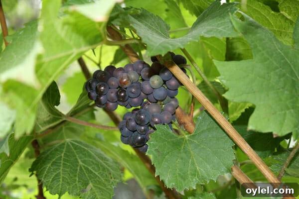 How to Tell When Grapes Are Ready to Harvest 10 grape plant