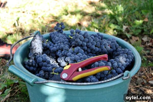 How to Tell When Grapes Are Ready to Harvest 3 grapes in bucket
