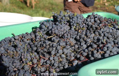 How to Tell When Grapes Are Ready to Harvest 5 grapes