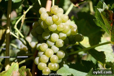How to Tell When Grapes Are Ready to Harvest 6 green grapes