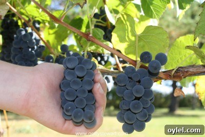How to Tell When Grapes Are Ready to Harvest 7 hold grapes