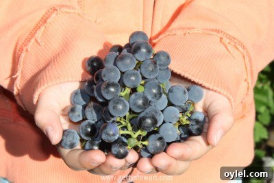 How to Tell When Grapes Are Ready to Harvest 8 holding grapes - watermarked
