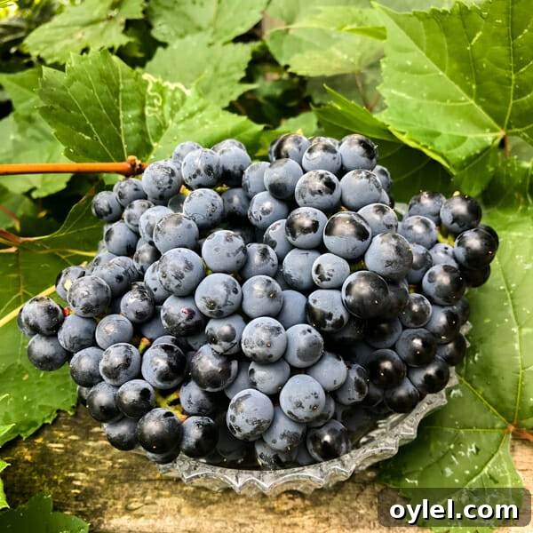 How to Tell When Grapes Are Ready to Harvest 9 grapes in bowl