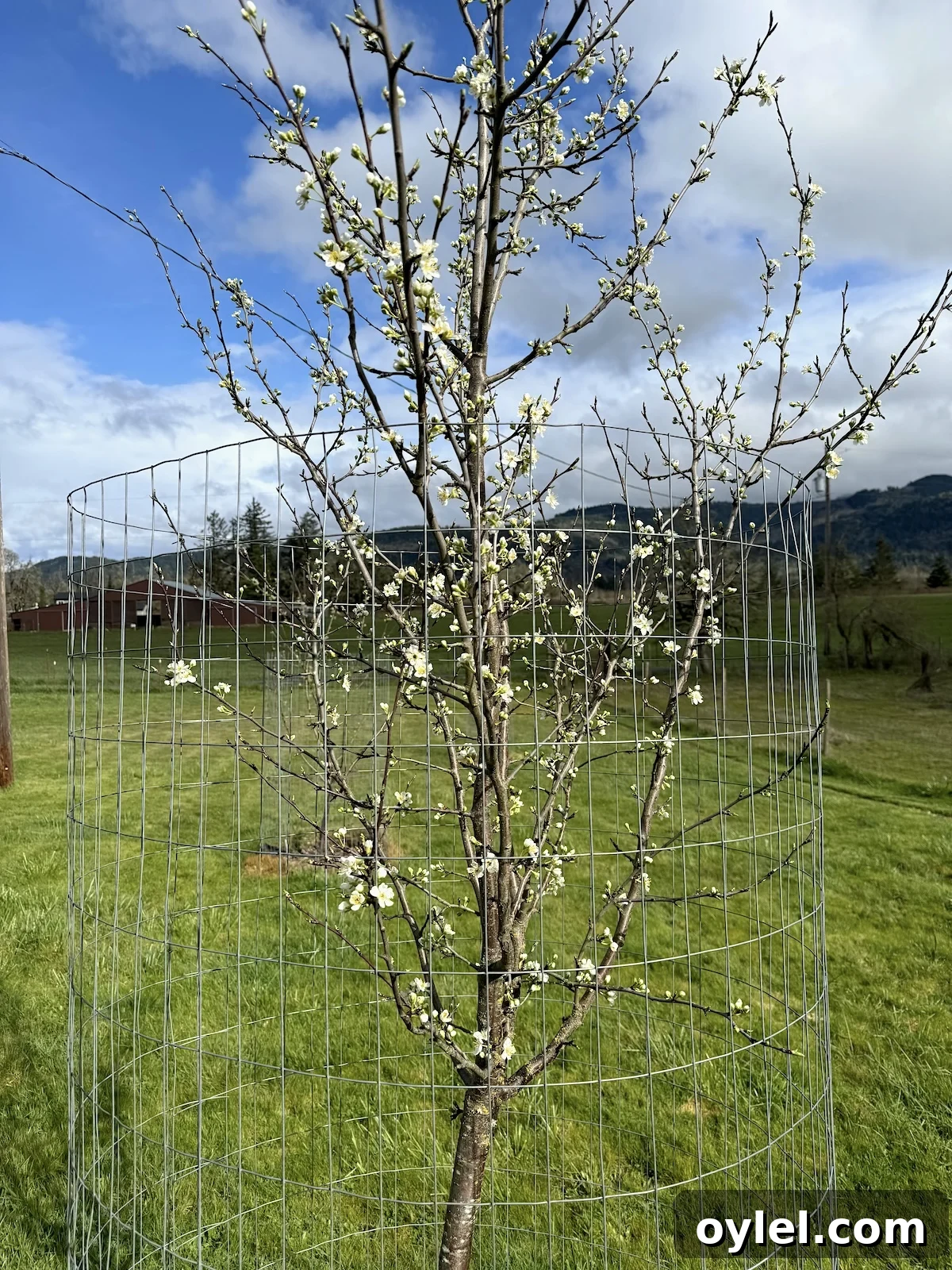 5-year old plum tree covered in white blossoms