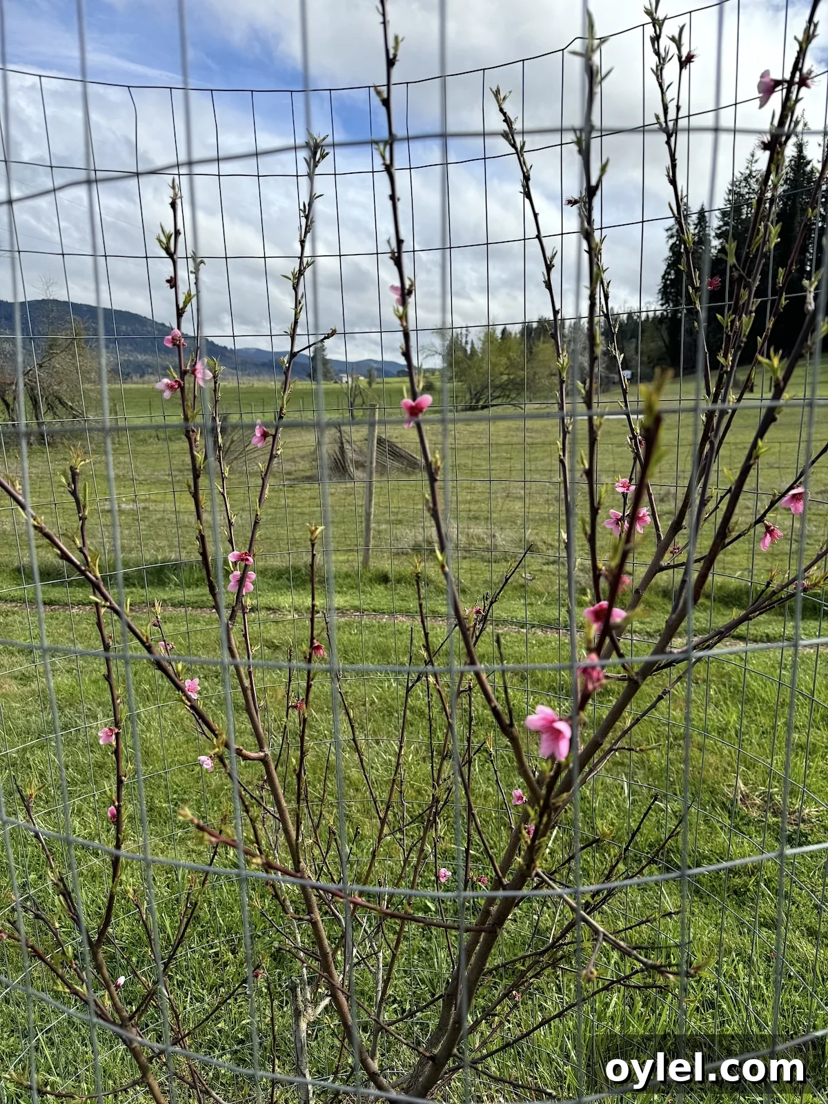 peach tree with many pink blossoms