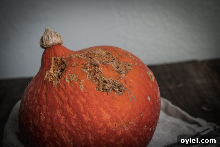 chew holes and bug damage in a winter squash